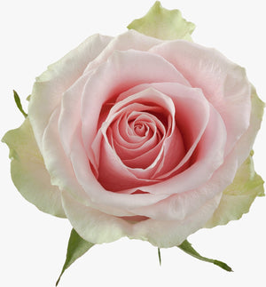 Matizado Rosado