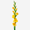 amarilla