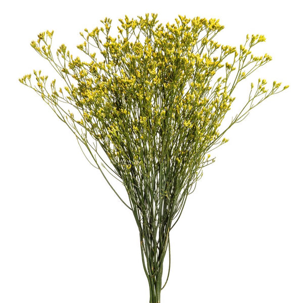 Tinturado Amarillo