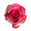 Matizadas fuscia