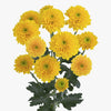 Pinocho Amarillo
