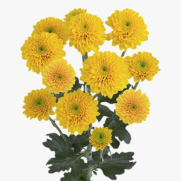 Pinocho Amarillo