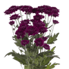 Pompón Morado