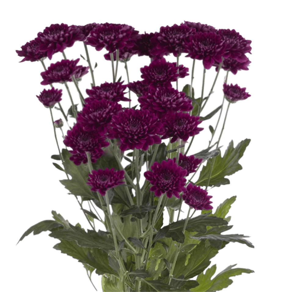 Pompón Morado