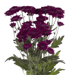 Pompón Morado