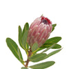 Protea Pink Ice (1 Tallo)