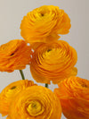 Amarillo