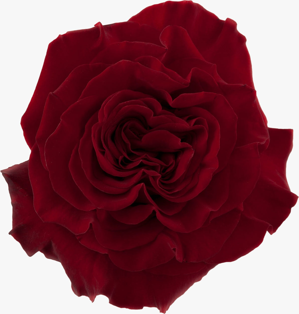 Rojo Heart