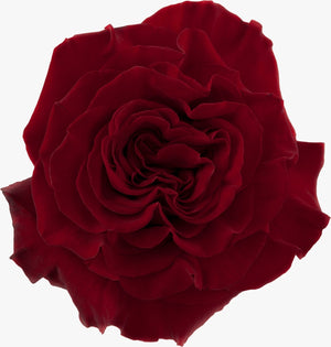 Rojo Heart