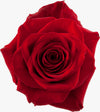 Rojas
