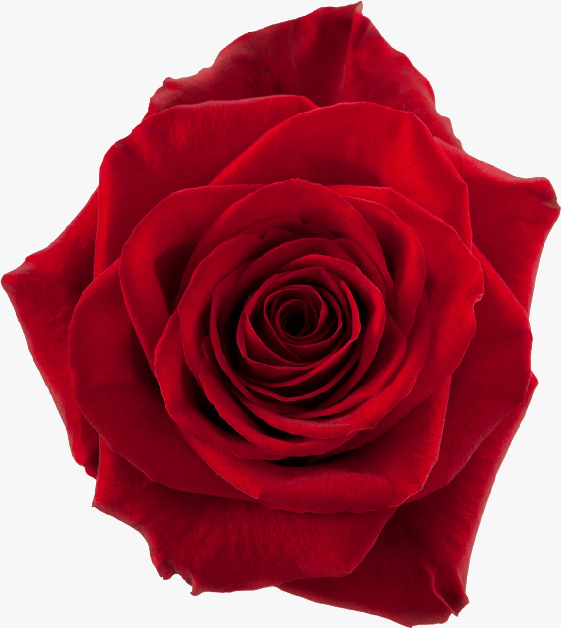 Rojas