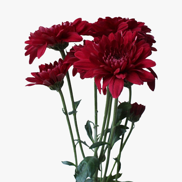 Rojo Vino
