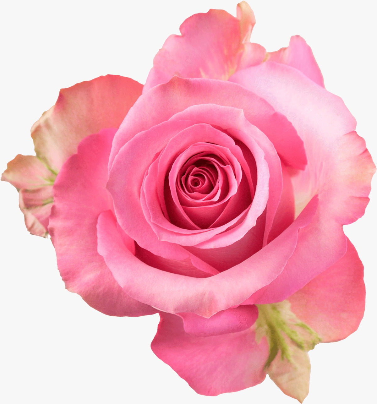 Rosadas