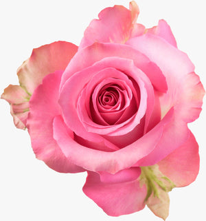 Rosadas