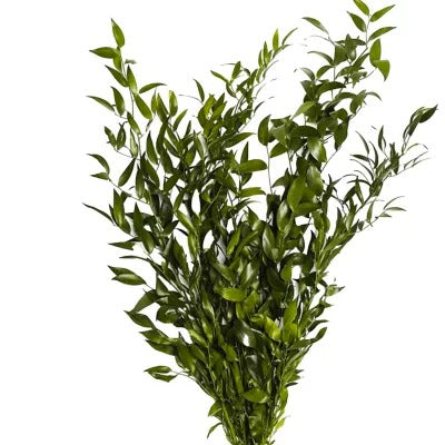 Italian ruscus (5 tallos)