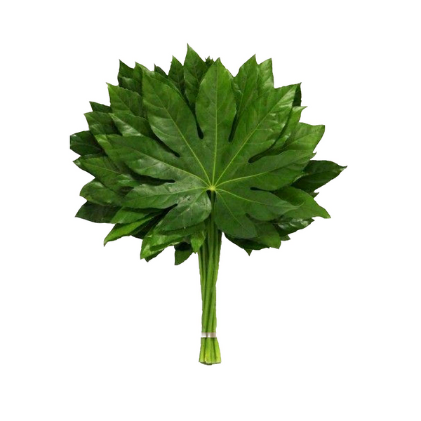 Aralia (10 tallos)