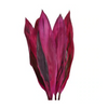 Roja