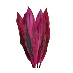 Roja