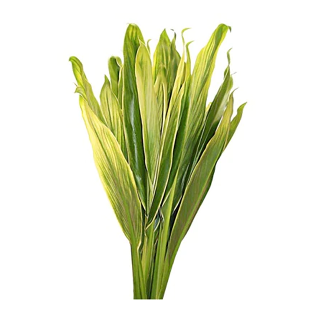 Verde matizada