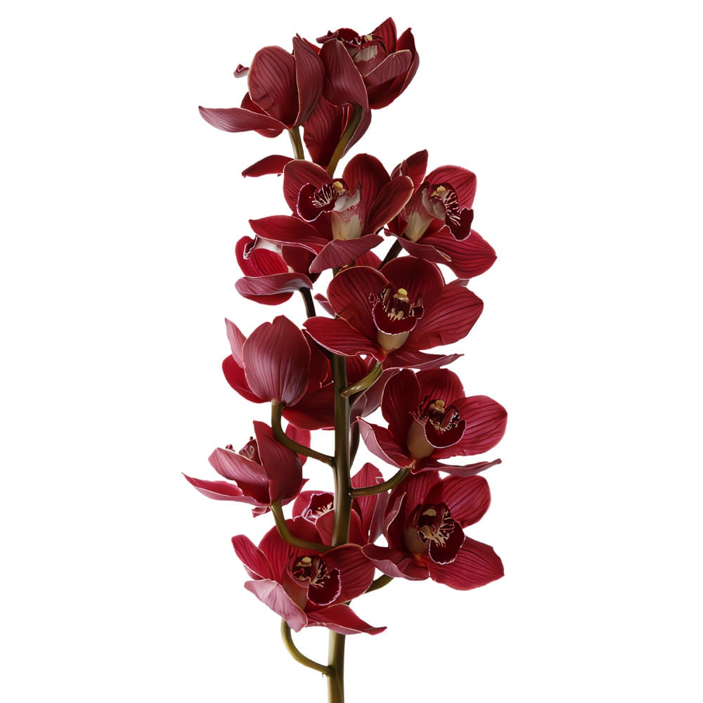 Cymbidium (orquídeas)