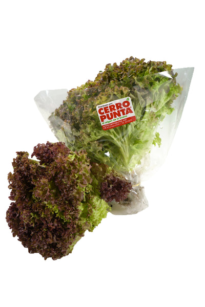 Lechuga Crespita Roja Hidropónica (1 unidad)