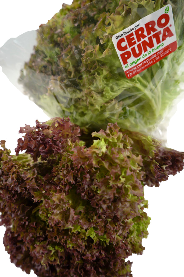 Lechuga Crespita Roja Hidropónica (1 unidad)