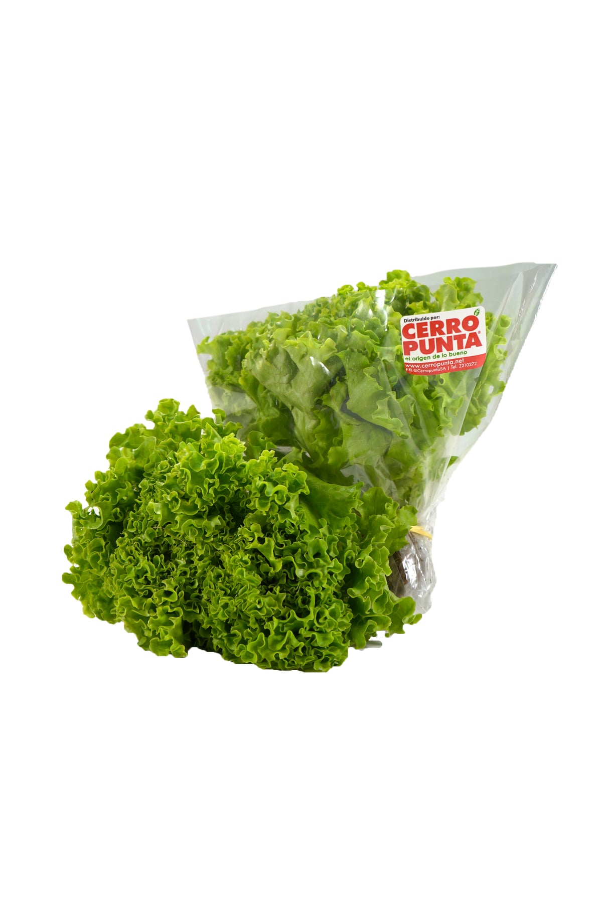 Lechuga Crespita Verde Hidropónica (1 unidad)