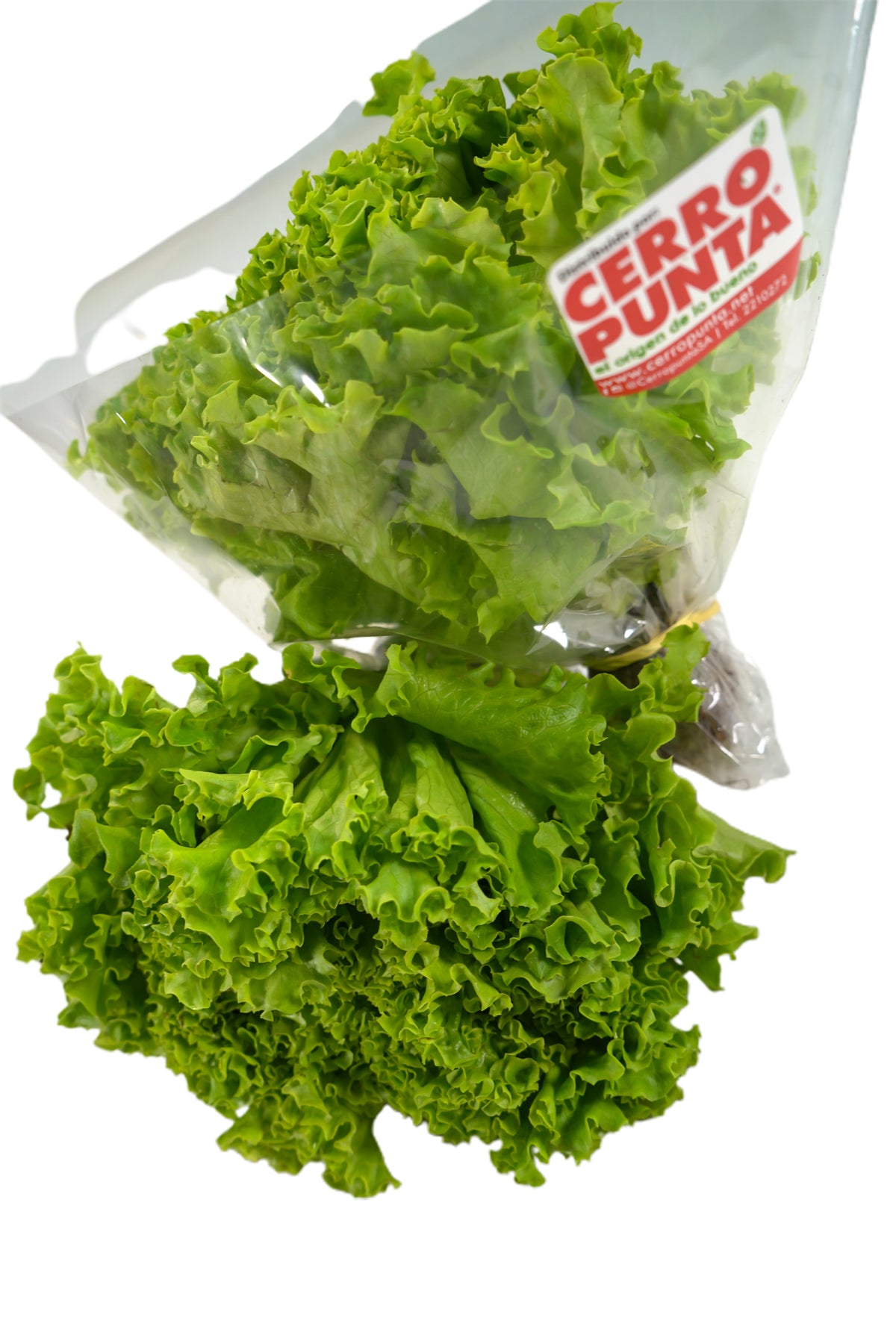 Lechuga Crespita Verde Hidropónica (1 unidad)