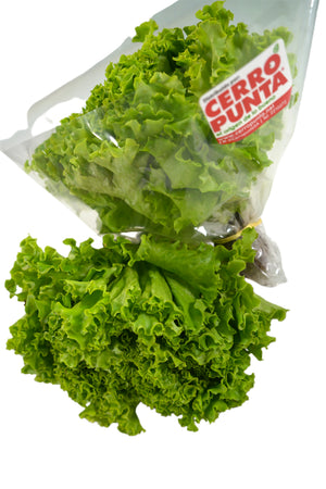 Lechuga Crespita Verde Hidropónica (1 unidad)