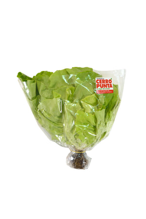 Lechuga Mantequilla Hidropónica (1 unidad)