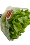Lechuga Roble Verde Hidropónica (1 unidad)