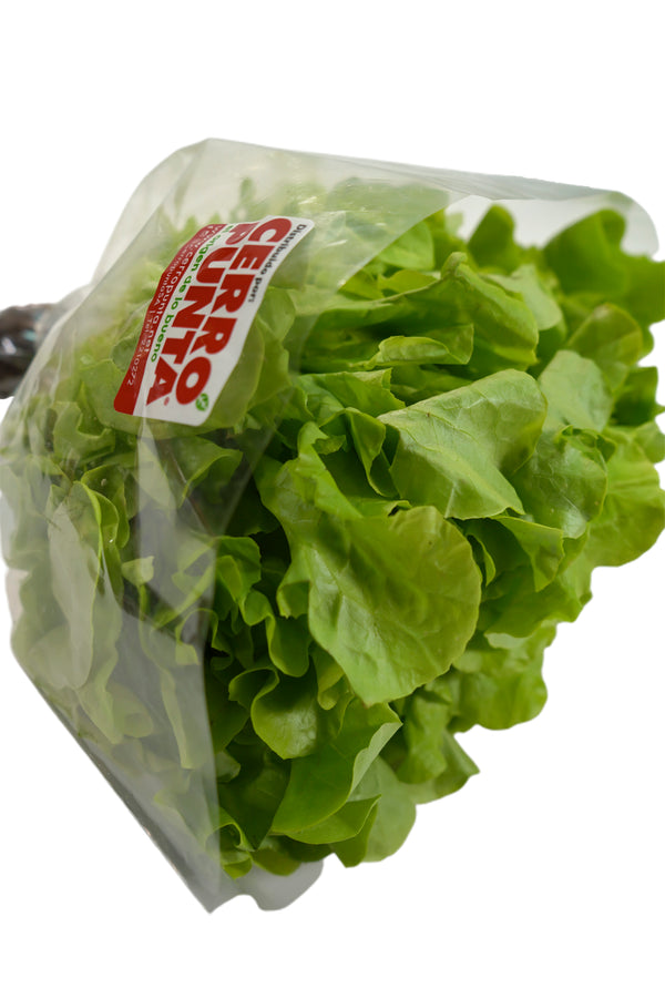 Lechuga Roble Verde Hidropónica (1 unidad)