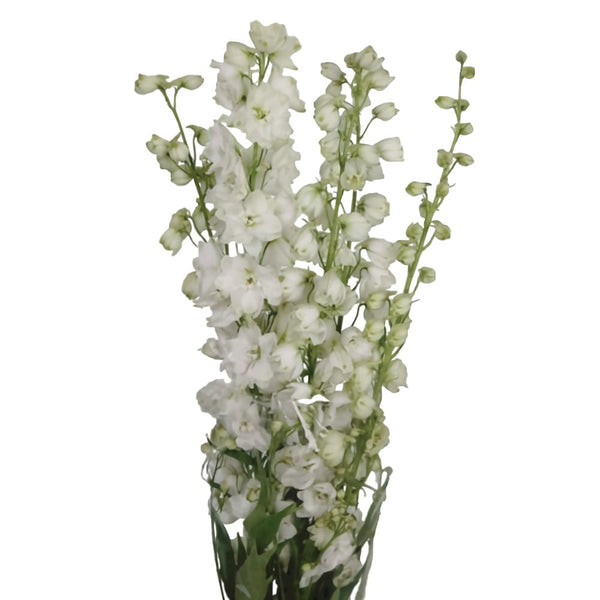 Delphinium Imp (10 tallos)