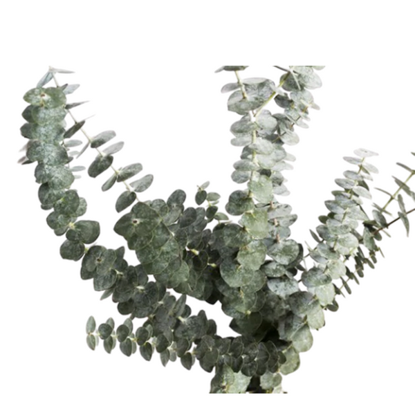 Eucalipto Baby (mazo)