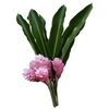 rosado