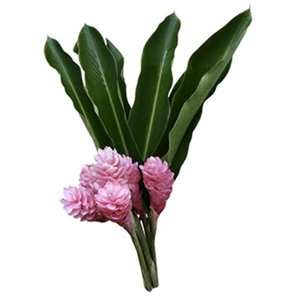 Bouquet de Ginger rosado (4 tallos)