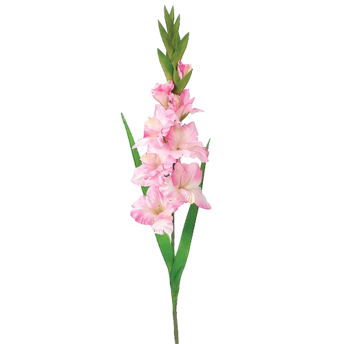 Gladiolas (10 tallos)