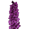 Morada