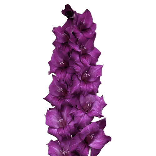 Morada