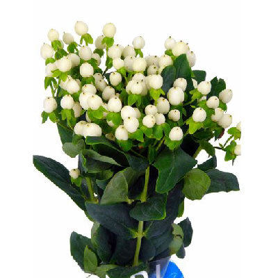 blanco