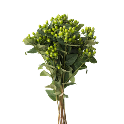 Hipericum (10 tallos)