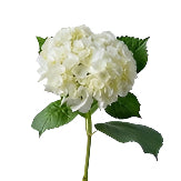 Hortensias (1 tallo)