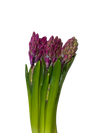 Fucsia