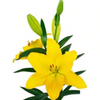 Amarillo