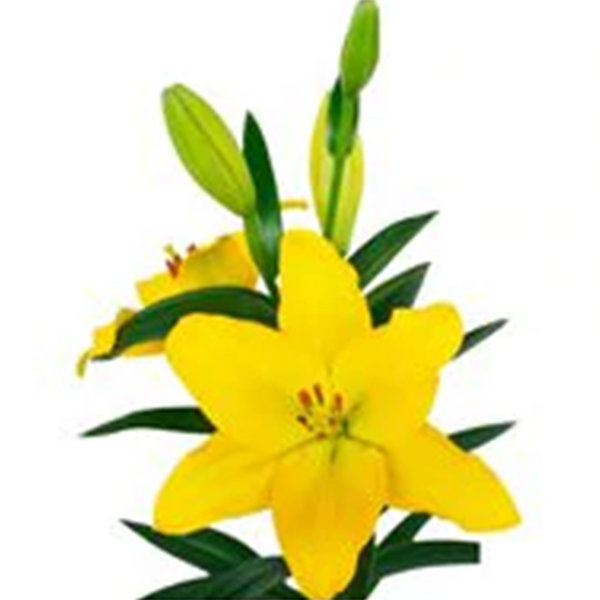 Amarillo