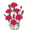 Fuscia