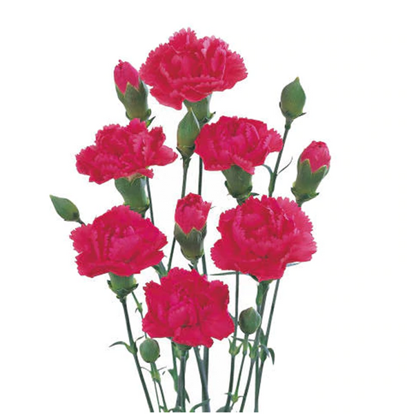 Fuscia