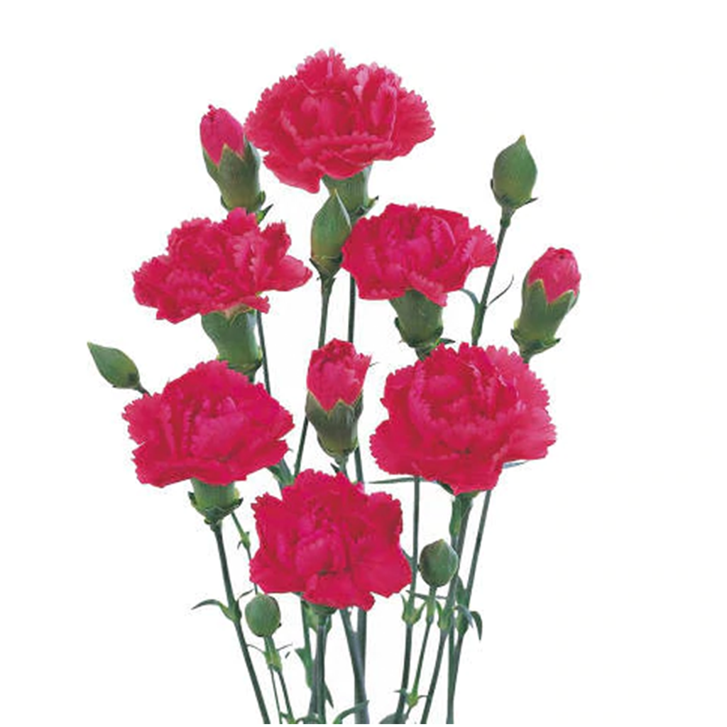 Fuscia