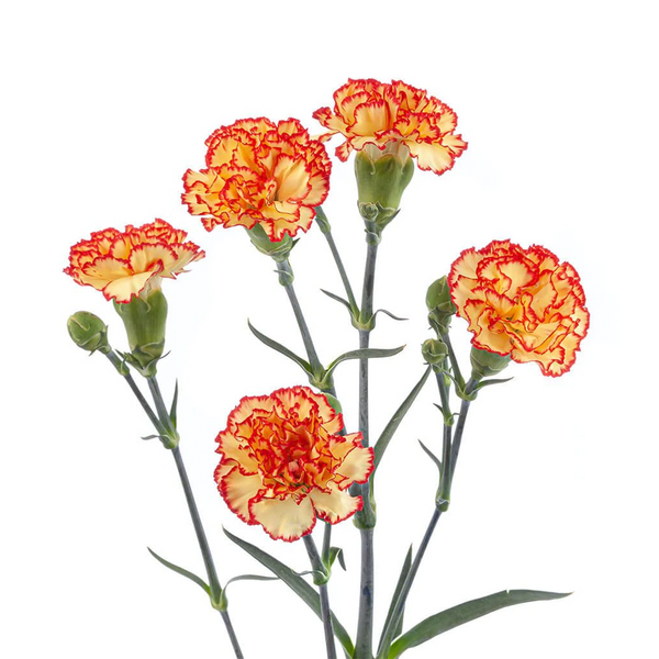 Matizado amarillo