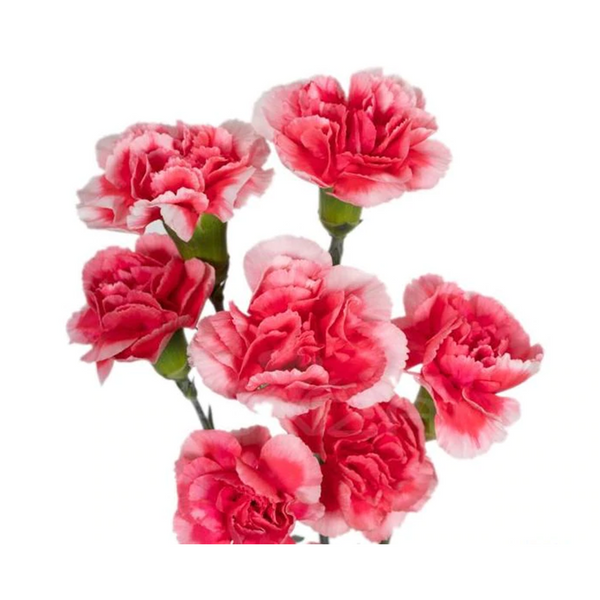 Matizado Fucsia